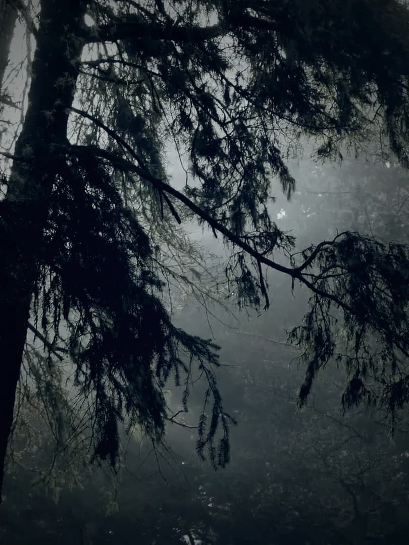 Pine branches hanging in thick mist, pale light falling through the trees.