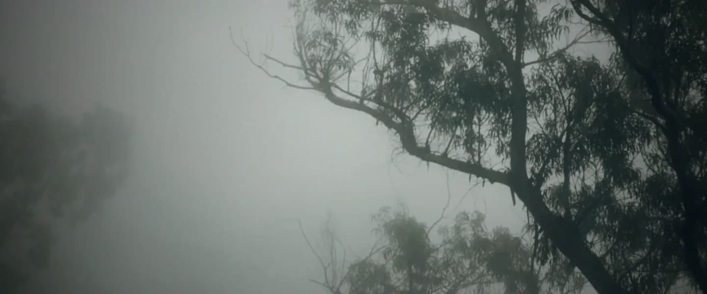 Only the branches of a tree left in a wall of white fog.